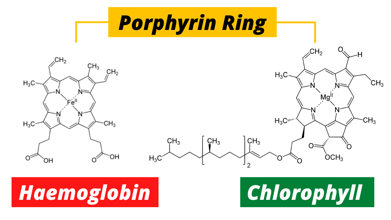 The Green and Red of Life: Chlorophyll vs. Hemoglobin