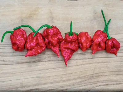 The World Hottest Carolina Reaper Chili Peppers