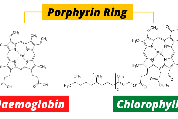 The Green and Red of Life: Chlorophyll vs. Hemoglobin