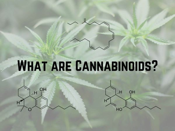 What are cannabinoids? All you Need to Know About Cannabinoids