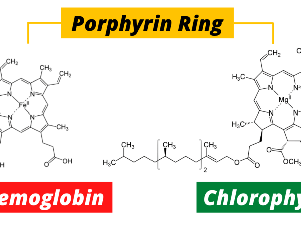 The Green and Red of Life: Chlorophyll vs. Hemoglobin